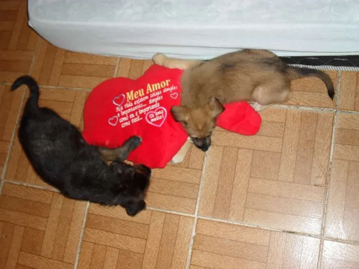 Cachorro raça vira lata idade 2 a 6 meses nome paola e paulina