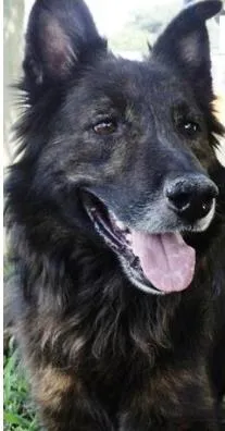 Cachorro ra a mix pastor belga idade 4 anos nome Benê