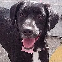 Cachorro raça SRd idade 6 ou mais anos nome Teka