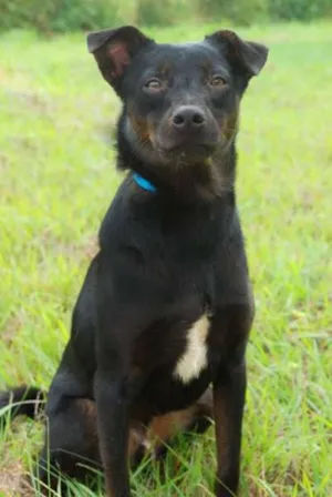 Cachorro raça SRD idade 5 anos nome Willie