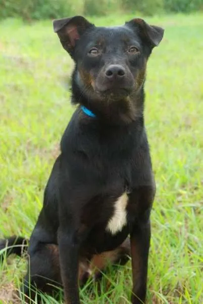 Cachorro raça SRD idade 5 anos nome Willie