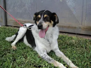 Cachorro raça SRD idade 6 ou mais anos nome Charlie Brown