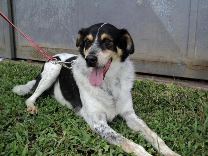 Cachorro raça SRD idade 6 ou mais anos nome Charlie Brown