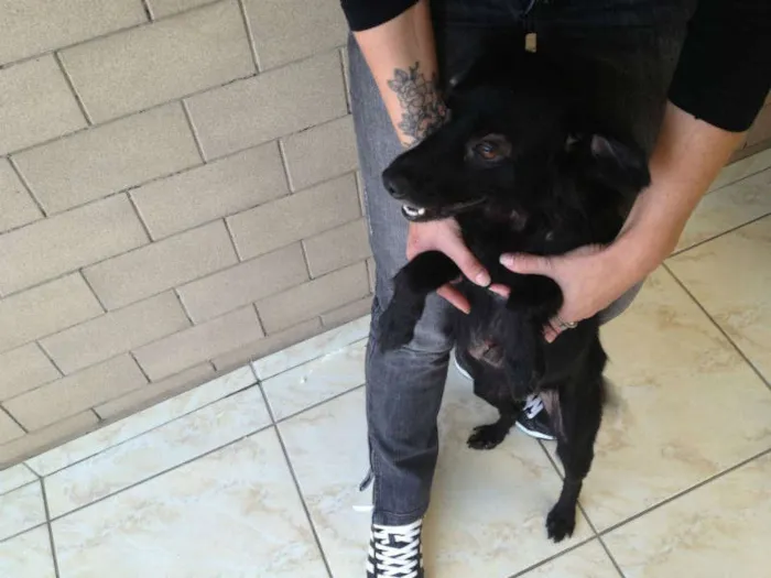 Cachorro ra a SRD idade 2 anos nome Preta e Branco