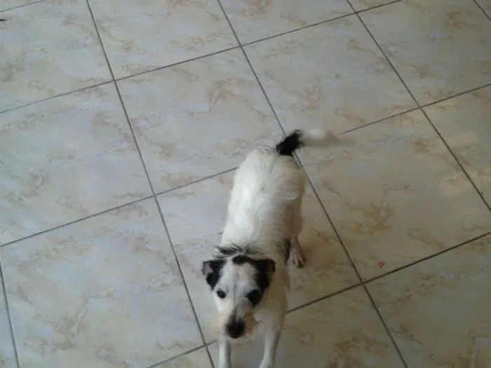 Cachorro ra a SRD idade 2 anos nome Preta e Branco