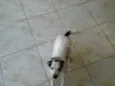 Preta e Branco