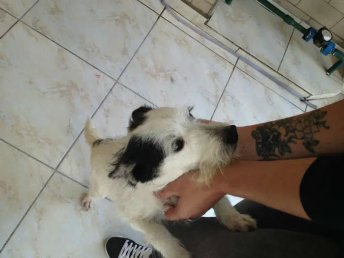 Cachorro ra a SRD idade 2 anos nome Preta e Branco