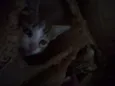 Felix