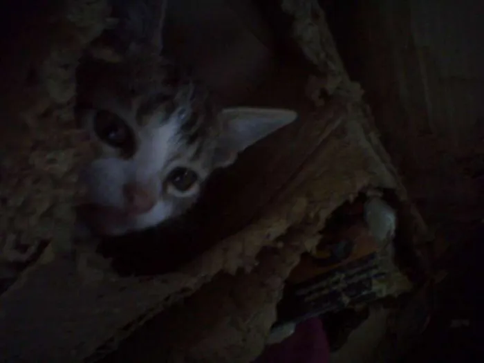 Gato ra a SRD idade 2 a 6 meses nome Felix