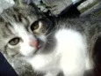 Felix