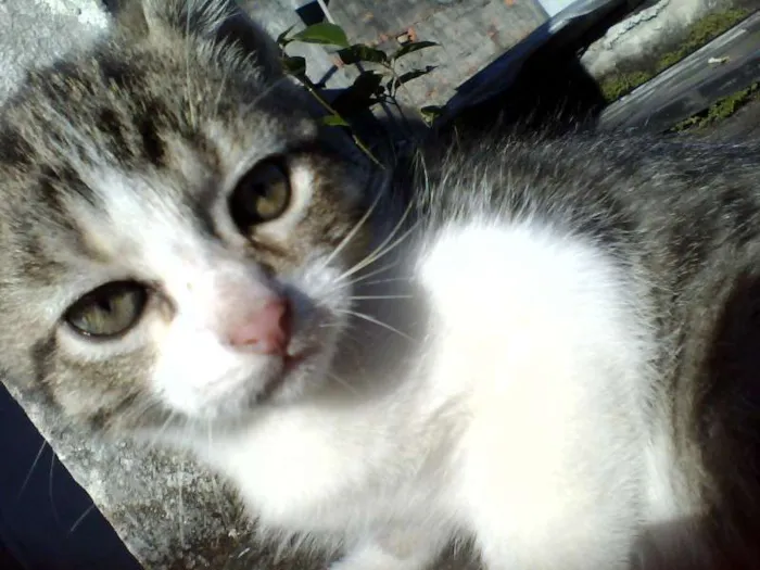 Gato ra a SRD idade 2 a 6 meses nome Felix