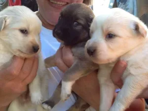 Cachorro raça SRD idade Abaixo de 2 meses nome Bolinha