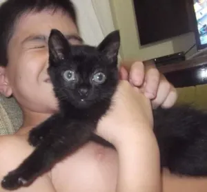 Gato raça RND idade 2 a 6 meses nome coro-chan