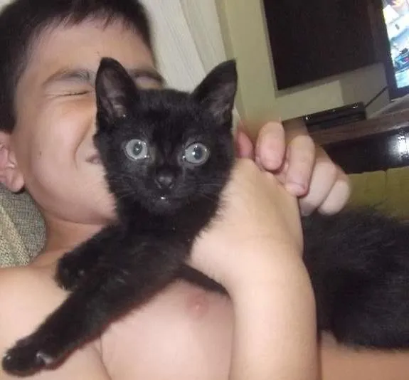 Gato ra a RND idade 2 a 6 meses nome coro-chan