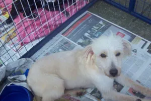 Cachorro raça Poodle idade 2 anos nome Bolinha