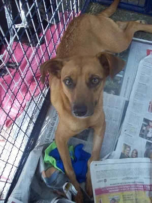 Cachorro raça SRD idade 1 ano nome Fifi