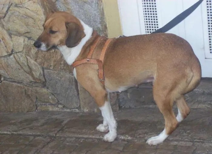 Cachorro ra a SRD idade 2 anos nome Nathy