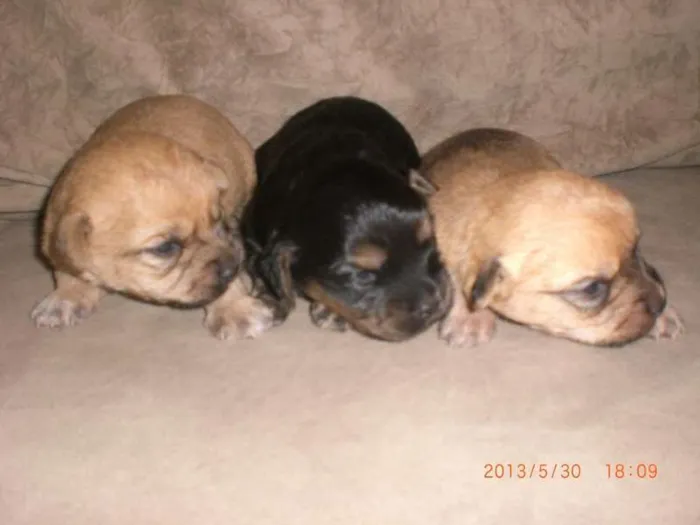Cachorro ra a vira lata idade Abaixo de 2 meses nome sem nome ainda