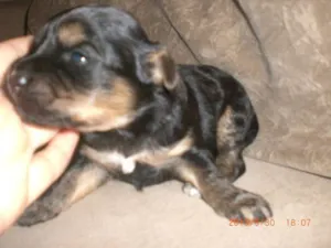 Cachorro raça vira lata idade Abaixo de 2 meses nome sem nome ainda