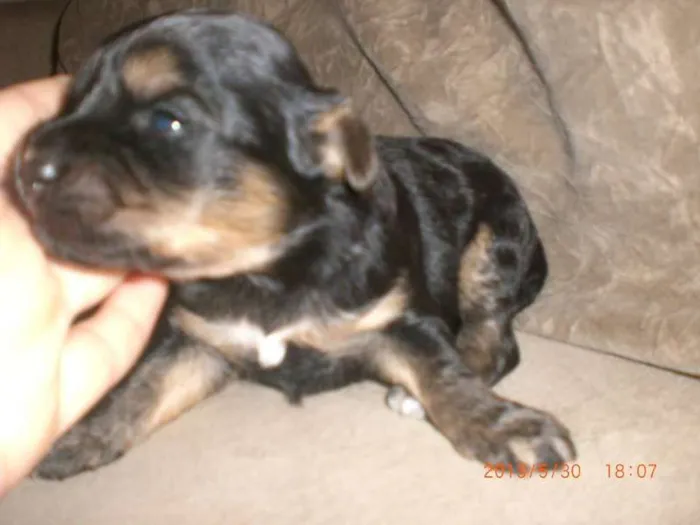Cachorro ra a vira lata idade Abaixo de 2 meses nome sem nome ainda