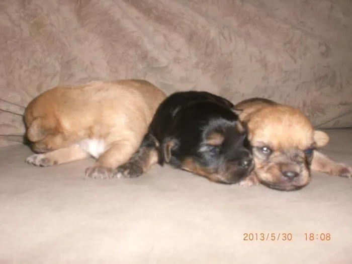 Cachorro ra a vira lata idade Abaixo de 2 meses nome sem nome ainda