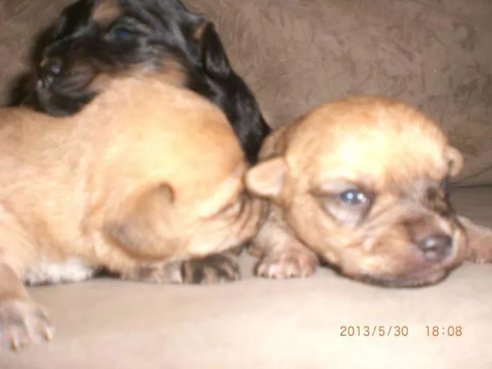 Cachorro ra a vira lata idade Abaixo de 2 meses nome sem nome ainda