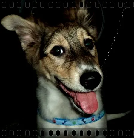 Cachorro ra a sem raça definida idade 7 a 11 meses nome Bruce