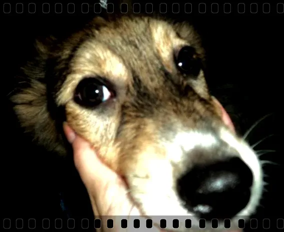 Cachorro ra a sem raça definida idade 7 a 11 meses nome Bruce