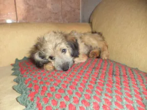 Cachorro raça SRD idade 2 a 6 meses nome Nico