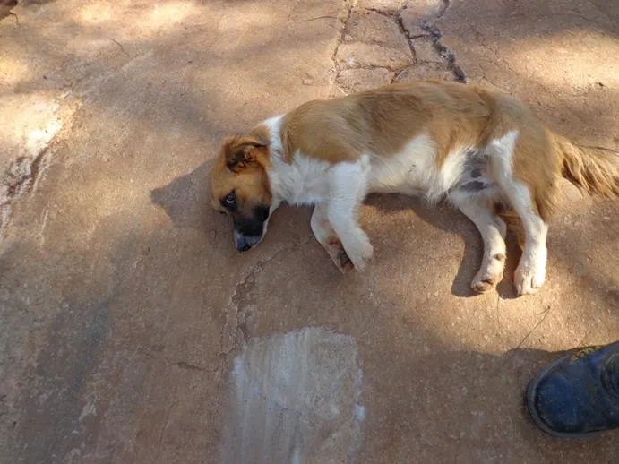 Cachorro ra a srd idade 1 ano nome Pitoco