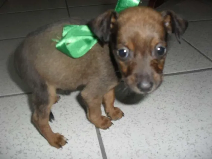 Cachorro ra a SRD idade Abaixo de 2 meses nome Pancinha