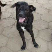 Cachorro ra a SRD idade 5 anos nome Anúbis