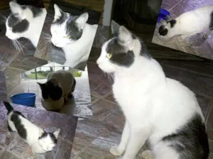Gato raça SRD idade 4 anos nome Sem nome