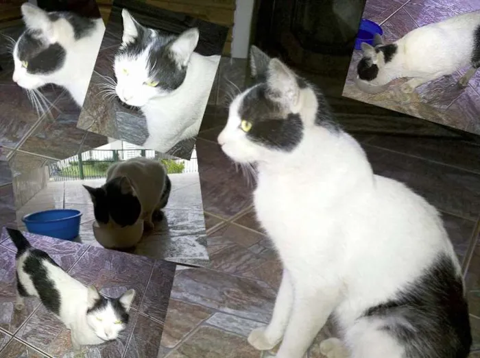 Gato ra a SRD idade 4 anos nome Sem nome