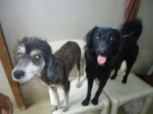 Cachorro raça SRD idade 2 anos nome Lili e Pingo