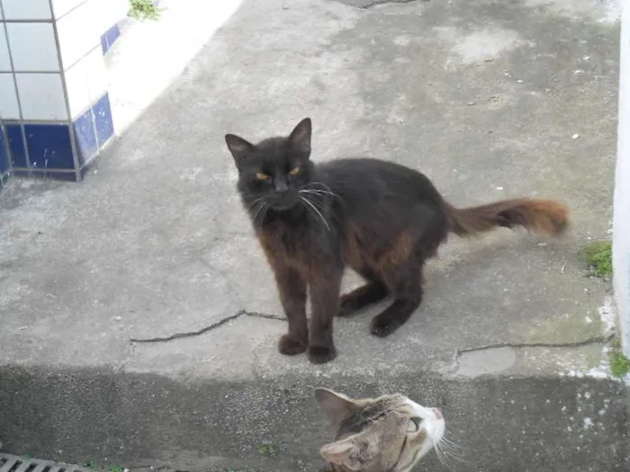 Gato ra a SRD idade 2 anos nome Negão