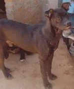 Cachorro raça mix boxer idade 4 anos nome Catito