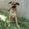 Cachorro raça SRD idade 2 anos nome Elliot
