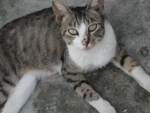 Gato raça SRD idade 2 anos nome Salem e Branca