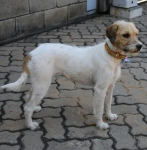 Cachorro raça SRD idade 4 anos nome Cida