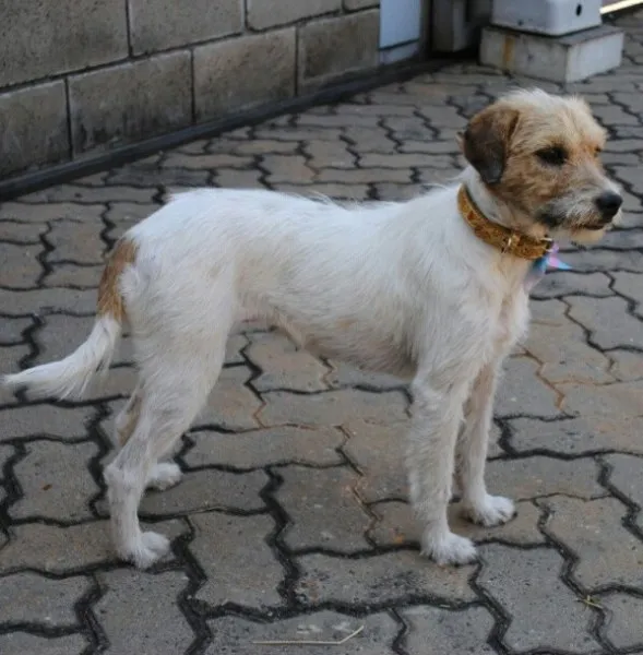 Cachorro ra a SRD idade 4 anos nome Cida