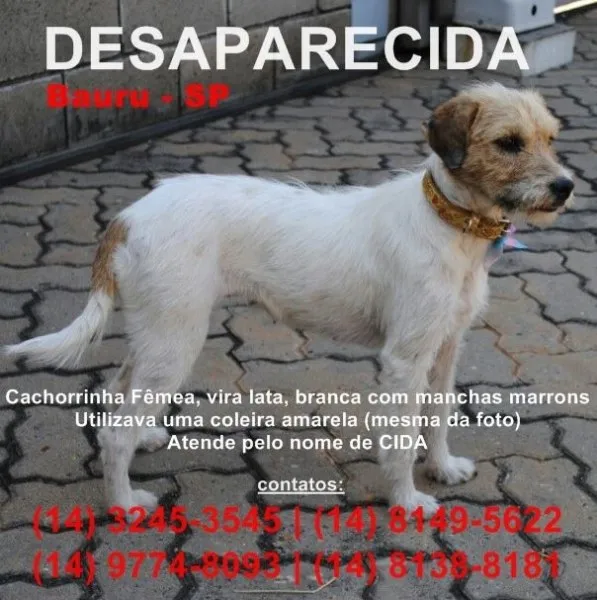 Cachorro ra a SRD idade 4 anos nome Cida