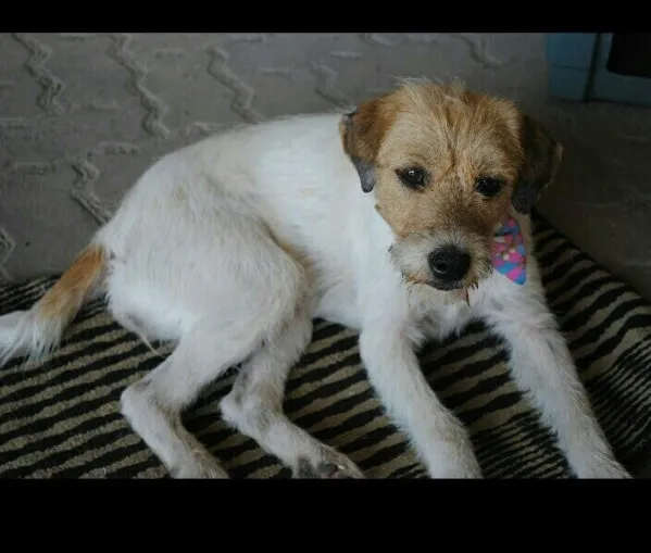 Cachorro ra a SRD idade 4 anos nome Cida