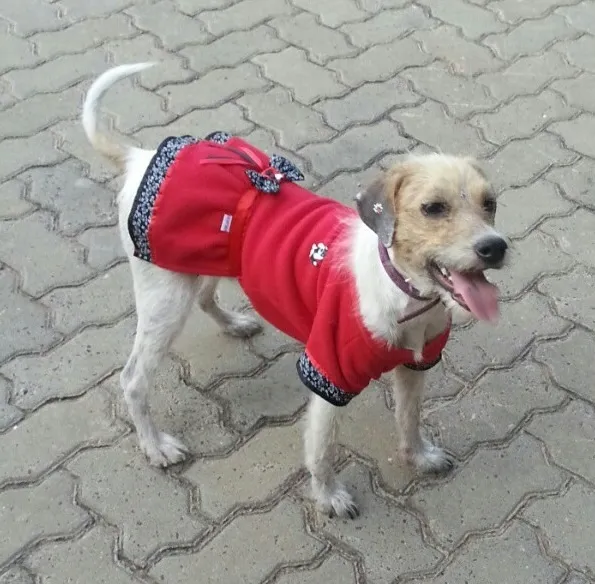 Cachorro ra a SRD idade 4 anos nome Cida