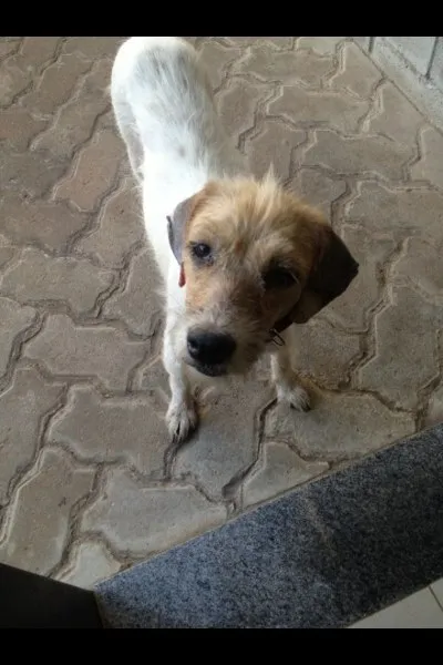 Cachorro ra a SRD idade 4 anos nome Cida