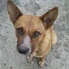 Cachorro raça SRD idade 2 anos nome Flecha