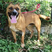 Cachorro raça SRD idade 2 anos nome Flecha