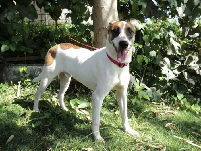 Cachorro ra a SRD idade 2 anos nome Iago