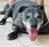 Cachorro raça mix American St Terrier idade 4 anos nome Jason