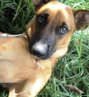 Cachorro raça SRD idade 3 anos nome Netuno